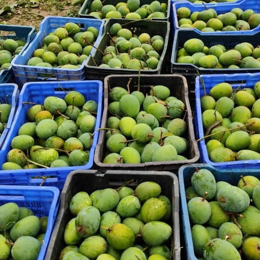 Himsagor Fresh Mango