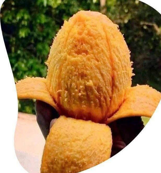Himsagor Fresh Mango