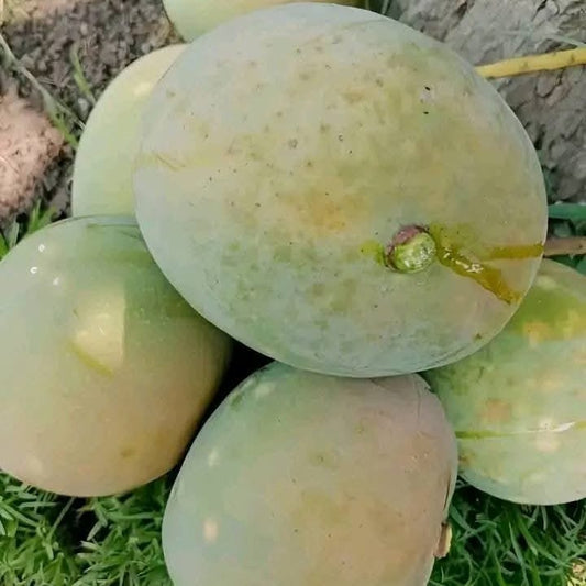Himsagor Fresh Mango