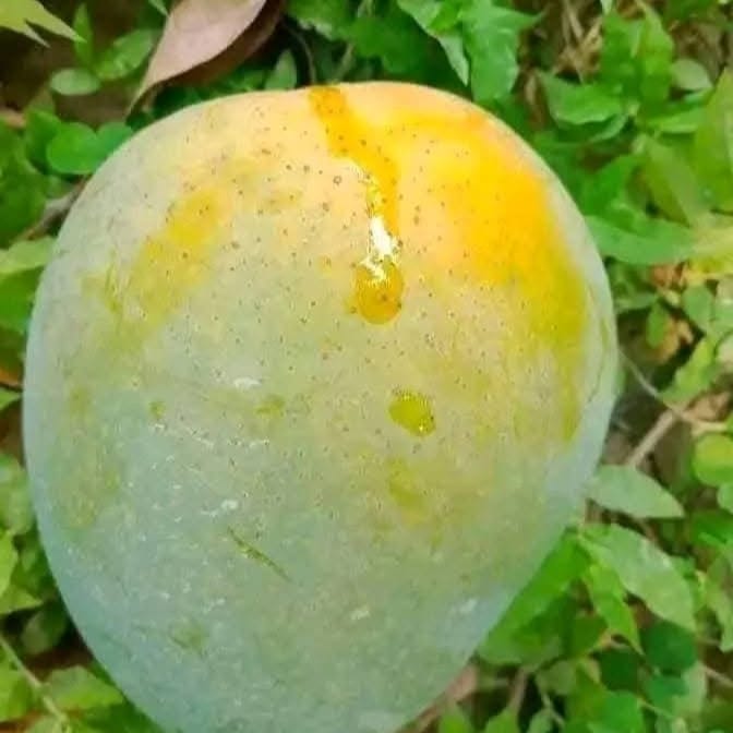 Himsagor Fresh Mango