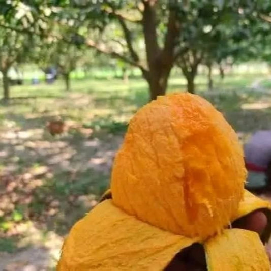 Himsagor Fresh Mango