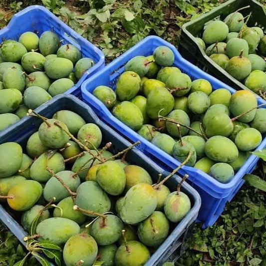 Himsagor Fresh Mango