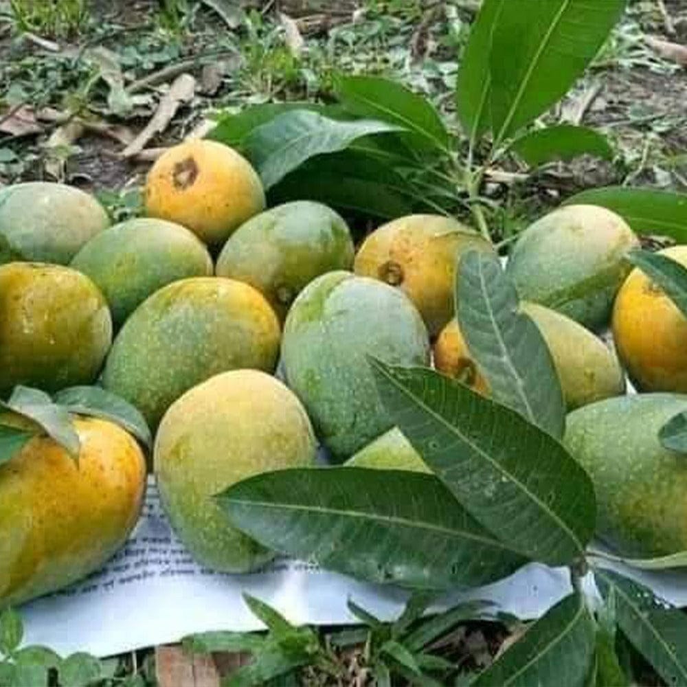 Himsagor Fresh Mango