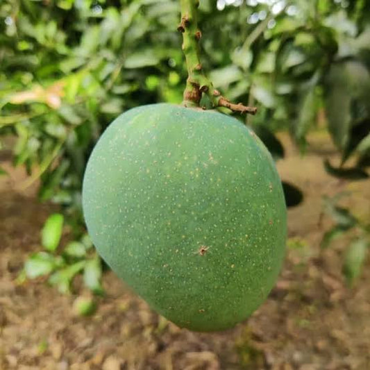 Himsagor Fresh Mango